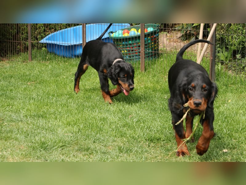 2 liebenswerte Gordon Setter aus Liebhaberzucht suchen Kuschelpartner