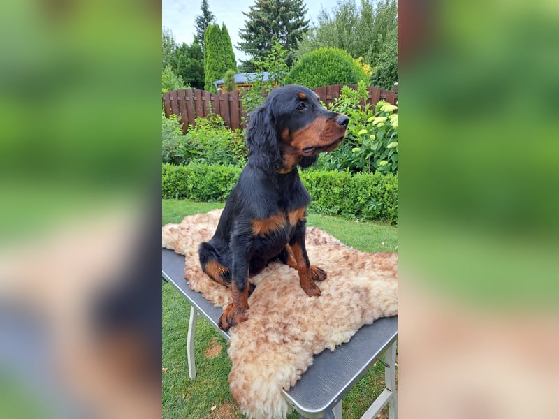 Gordon Setter Mädchen Sheila und Sally suchen nette Kuschelpartner