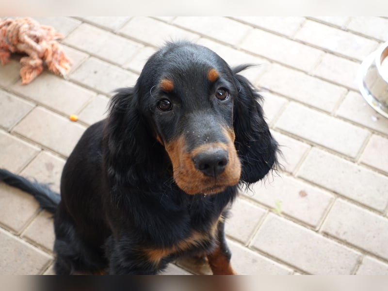 Gordon Setter Mädchen Sheila und Sally suchen nette Kuschelpartner