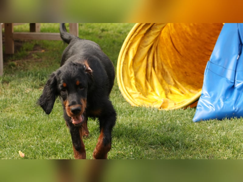 Gordon Setter Mädchen Sheila und Sally suchen nette Kuschelpartner