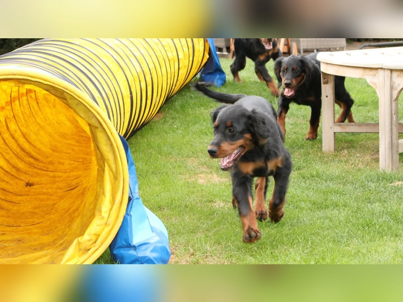 2 liebenswerte Gordon Setter aus Liebhaberzucht suchen Kuschelpartner