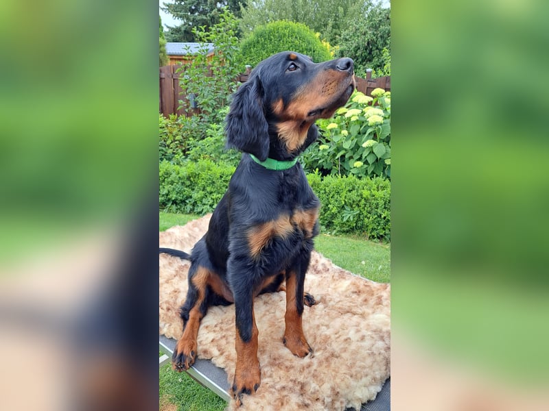 Gordon Setter Mädchen Sheila und Sally suchen nette Kuschelpartner