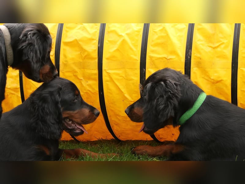 2 liebenswerte Gordon Setter aus Liebhaberzucht suchen Kuschelpartner