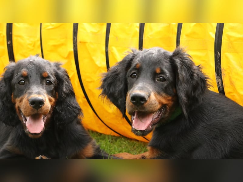 2 liebenswerte Gordon Setter aus Liebhaberzucht suchen Kuschelpartner