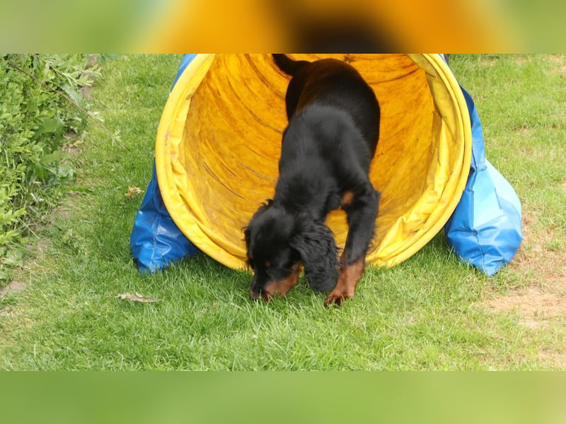 2 liebenswerte Gordon Setter aus Liebhaberzucht suchen Kuschelpartner