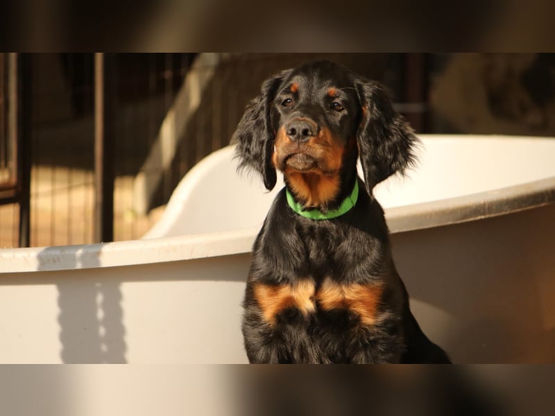2 liebenswerte Gordon Setter aus Liebhaberzucht suchen Kuschelpartner