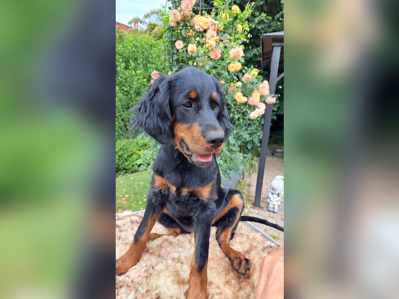 Gordon Setter Mädchen Sheila und Sally suchen nette Kuschelpartner