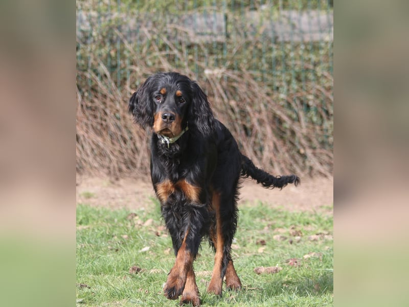 Unsere Gordon Setter Mädels suchen noch ein Zuhause
