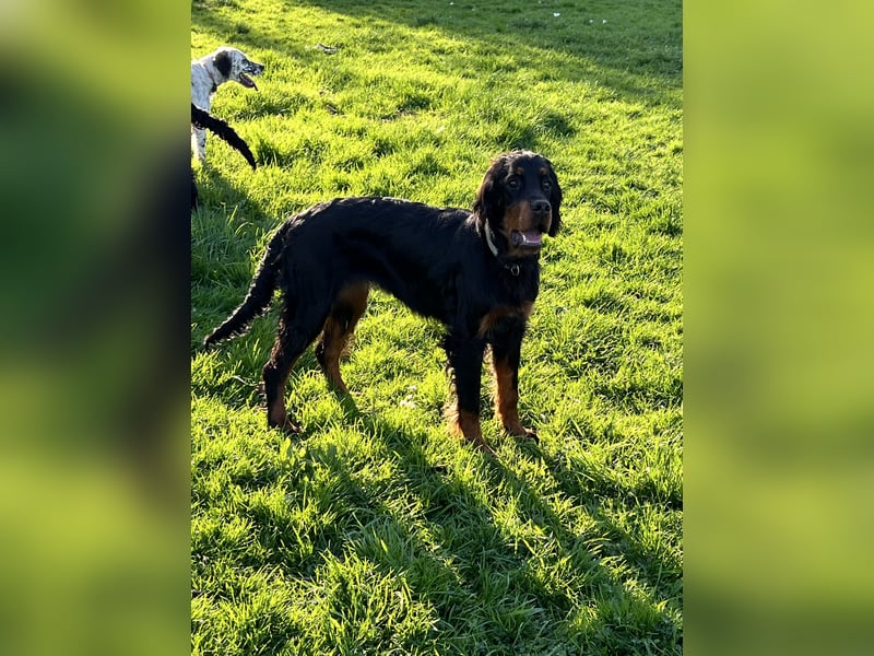 Unsere Gordon Setter Mädels suchen noch ein Zuhause