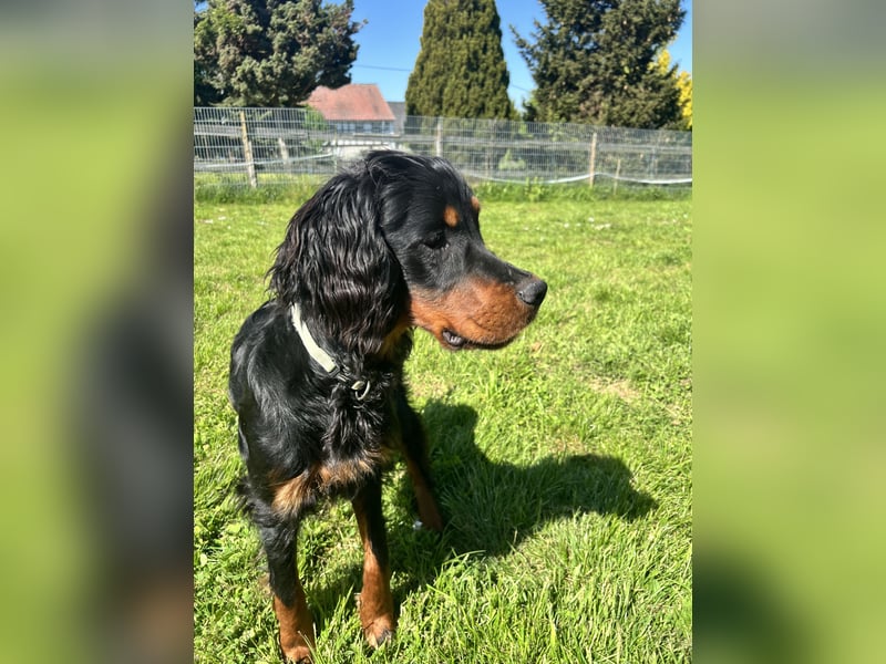 Unsere Gordon Setter Mädels suchen noch ein Zuhause