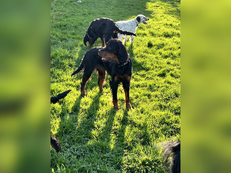 Unsere Gordon Setter Mädels suchen noch ein Zuhause