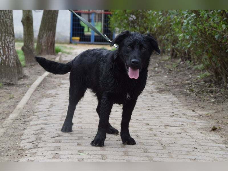 Sam - fröhlicher, agiler Junghund der es liebt die Welt zu erkunden
