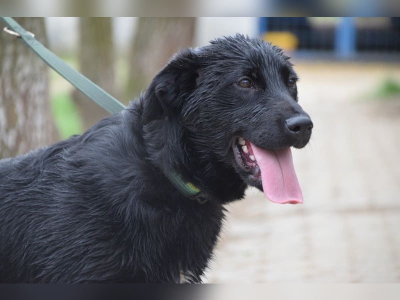 Sam - fröhlicher, agiler Junghund der es liebt die Welt zu erkunden