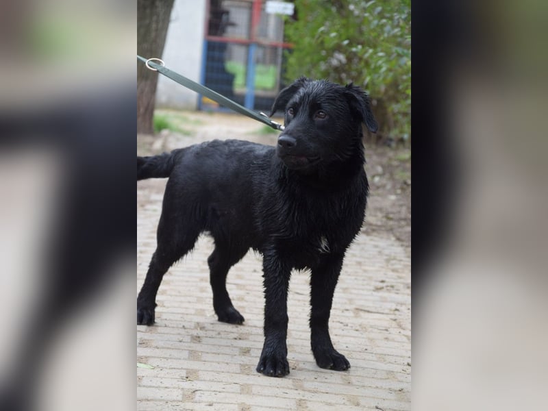 Sam - fröhlicher, agiler Junghund der es liebt die Welt zu erkunden