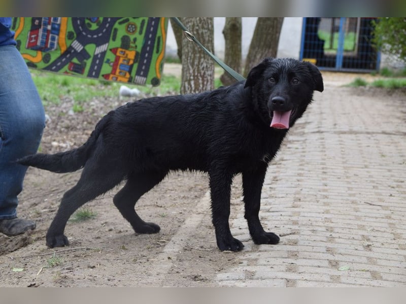Sam - fröhlicher, agiler Junghund der es liebt die Welt zu erkunden