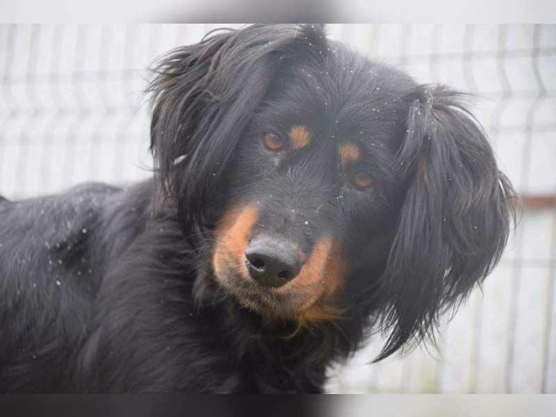 Serena - anfangs etwas schüchtern, eine sehr freundliche Hündin