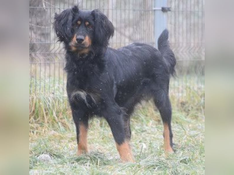 Serena - anfangs etwas schüchtern, eine sehr freundliche Hündin