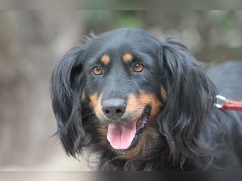 Serena - anfangs etwas schüchtern, eine sehr freundliche Hündin