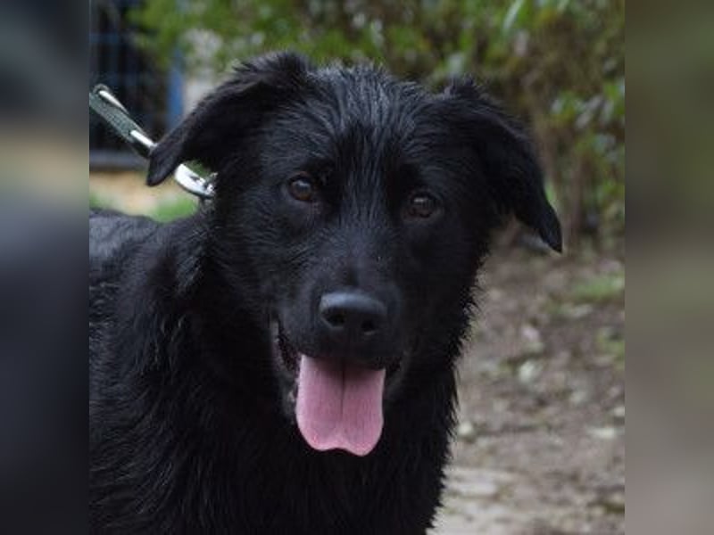 Sam - fröhlicher, agiler Junghund der es liebt die Welt zu erkunden