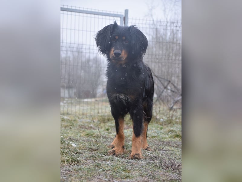 Serena - anfangs etwas schüchtern, eine sehr freundliche Hündin