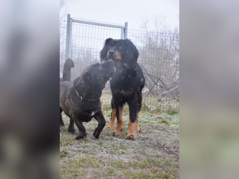 Serena - anfangs etwas schüchtern, eine sehr freundliche Hündin