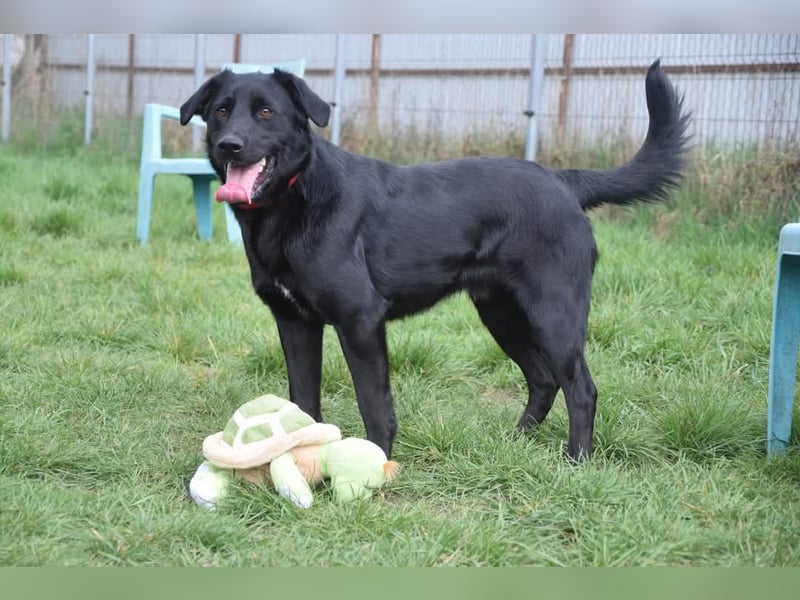 Sam - fröhlicher, agiler Junghund der es liebt die Welt zu erkunden