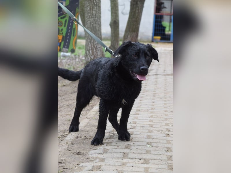 Sam - fröhlicher, agiler Junghund der es liebt die Welt zu erkunden