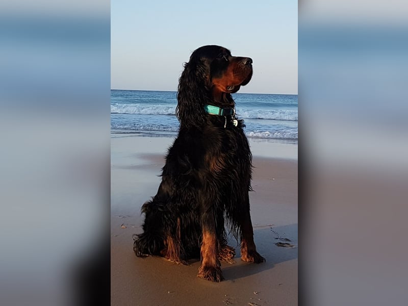 Deckrüde Gordon Setter