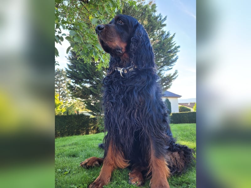 Deckrüde Gordon Setter