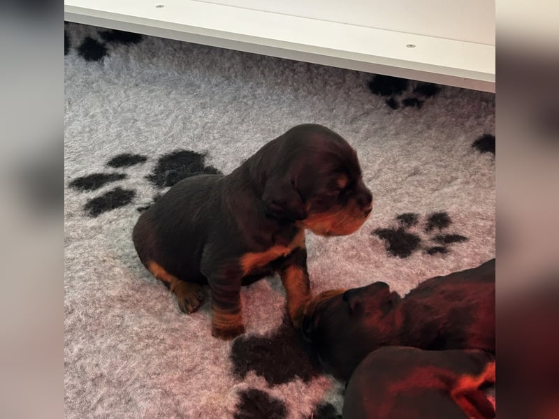 Welpen Gordon Setter ein Rüde und eine Hündinnen suchen noch ein liebevolles Zuhause