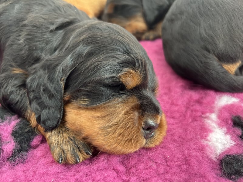 Welpen Gordon Setter ein Rüde und eine Hündinnen suchen noch ein liebevolles Zuhause