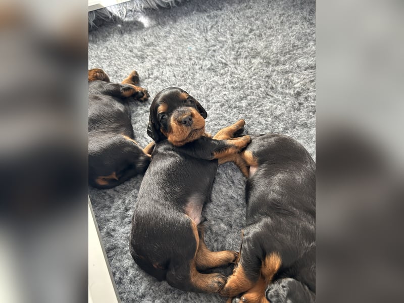 Welpen Gordon Setter ein Rüde und eine Hündinnen suchen noch ein liebevolles Zuhause