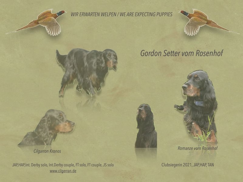 Welpen Gordon Setter ein Rüde und eine Hündinnen suchen noch ein liebevolles Zuhause