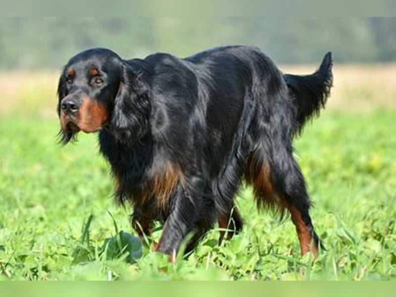 Welpen Gordon Setter ein Rüde und eine Hündinnen suchen noch ein liebevolles Zuhause