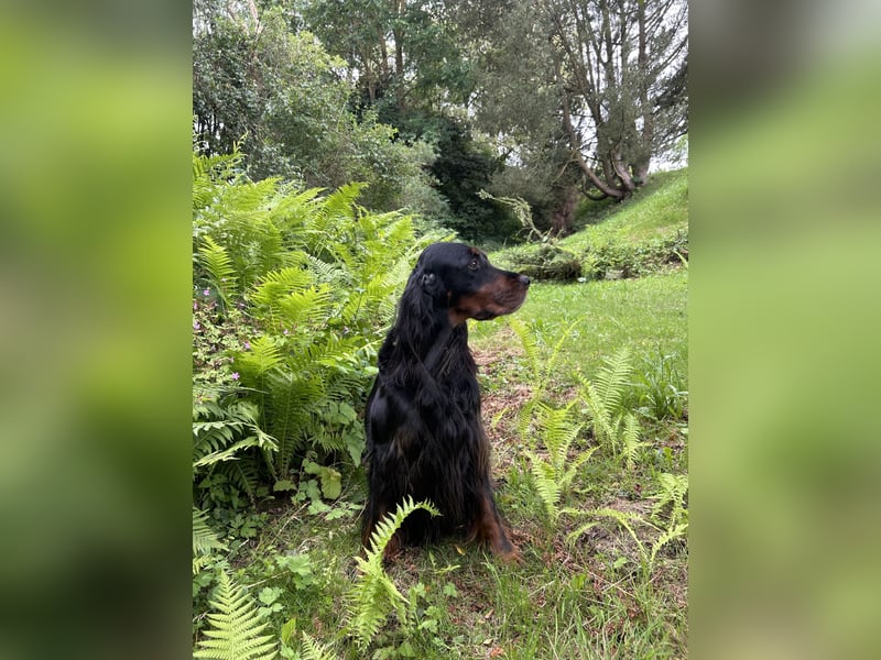 Welpen Gordon Setter ein Rüde und eine Hündinnen suchen noch ein liebevolles Zuhause