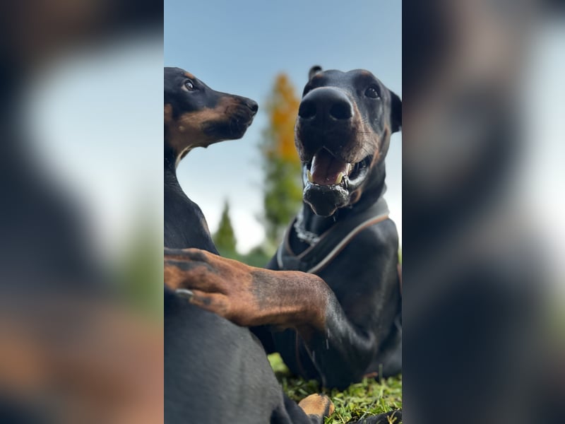 9 Wochen alte Dobermann Welpen