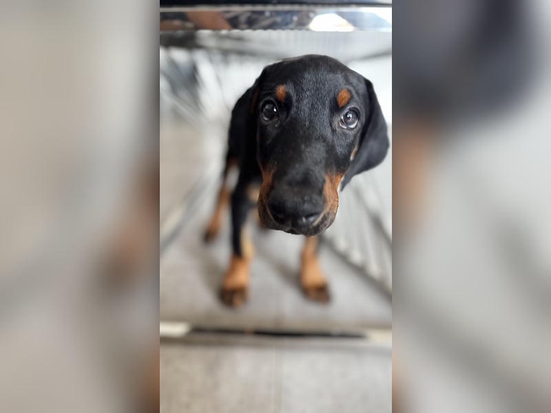 9 Wochen alte Dobermann Welpen