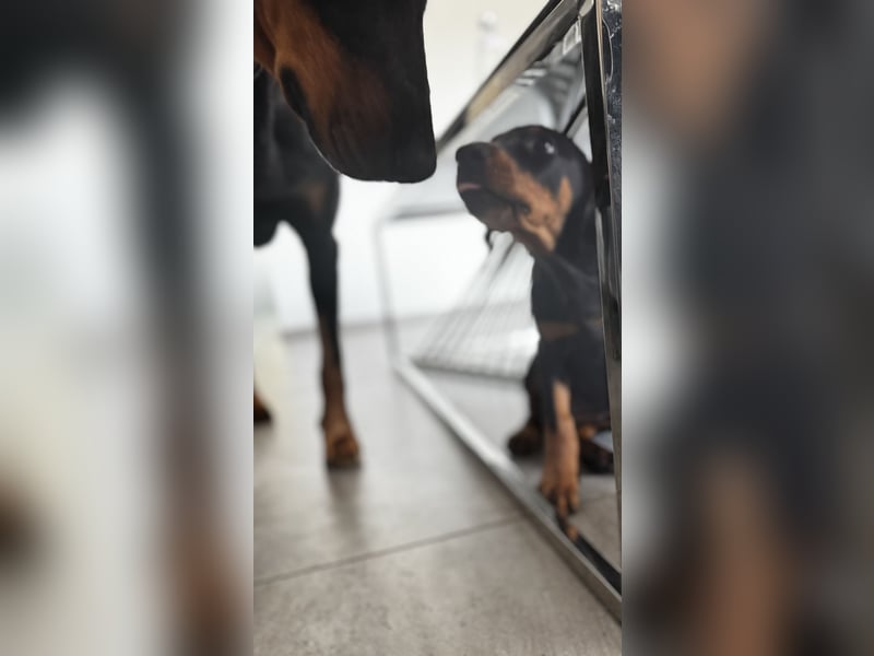 9 Wochen alte Dobermann Welpen