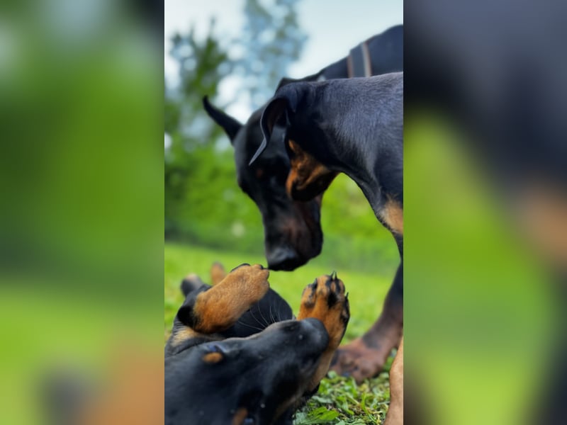 9 Wochen alte Dobermann Welpen