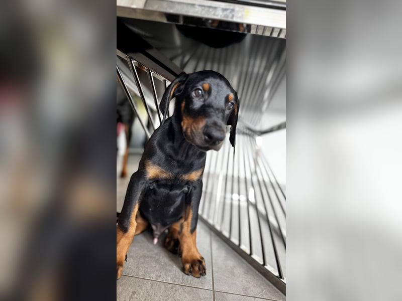 9 Wochen alte Dobermann Welpen