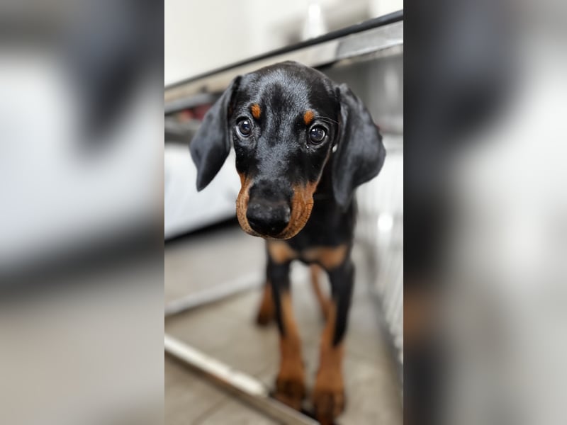 9 Wochen alte Dobermann Welpen