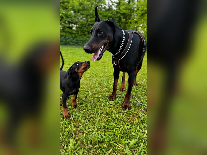 9 Wochen alte Dobermann Welpen