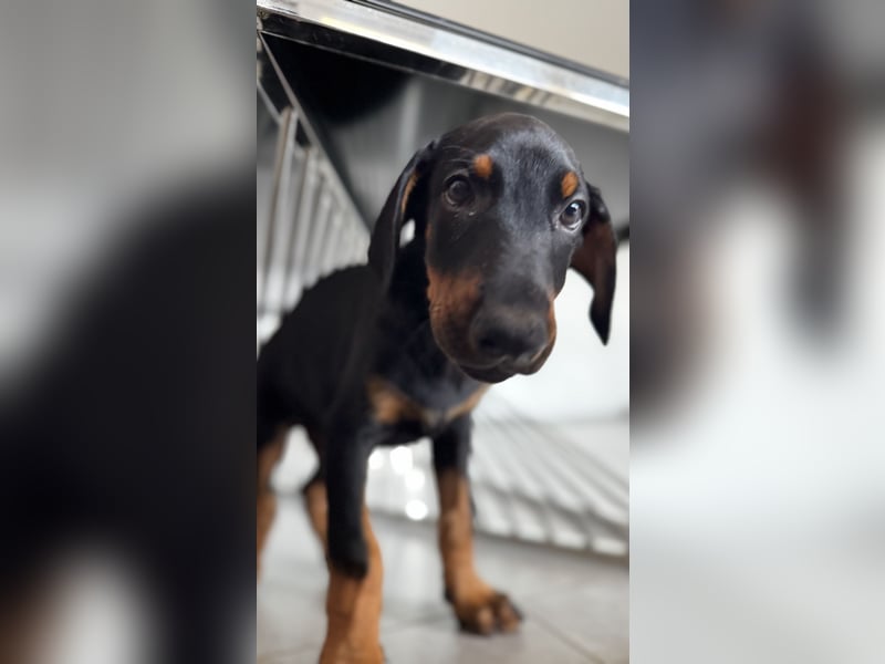 9 Wochen alte Dobermann Welpen