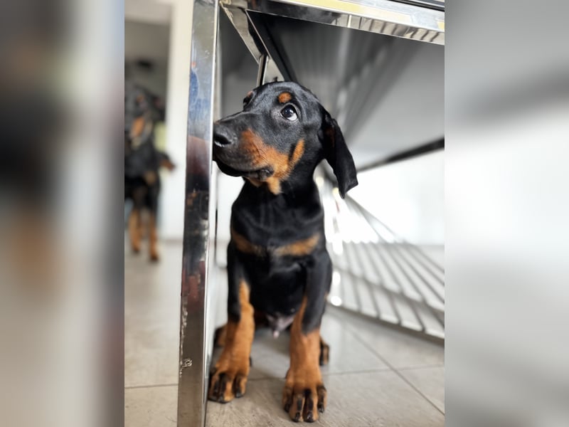 9 Wochen alte Dobermann Welpen