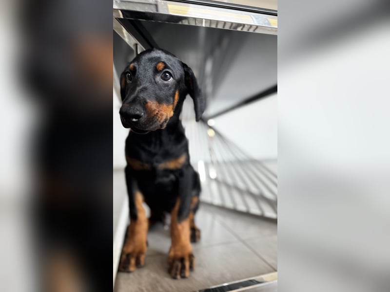 9 Wochen alte Dobermann Welpen