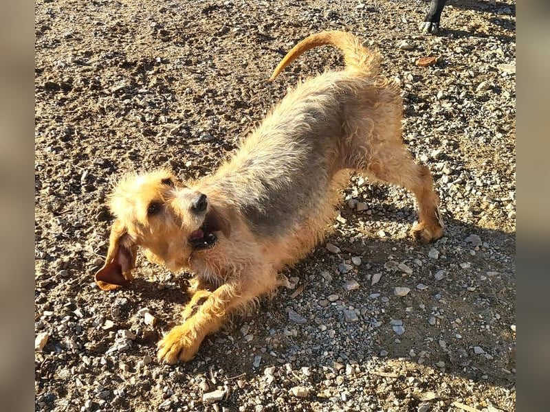 Wundervolle ANNIE-höflich, fein, ausgeglichen, bei allen beliebt, wartet sehnsüchtig auf ihr Zuhause