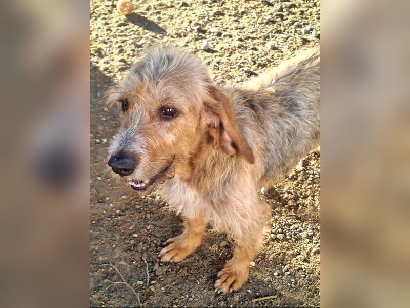 Wundervolle ANNIE-höflich, fein, ausgeglichen, bei allen beliebt, wartet sehnsüchtig auf ihr Zuhause