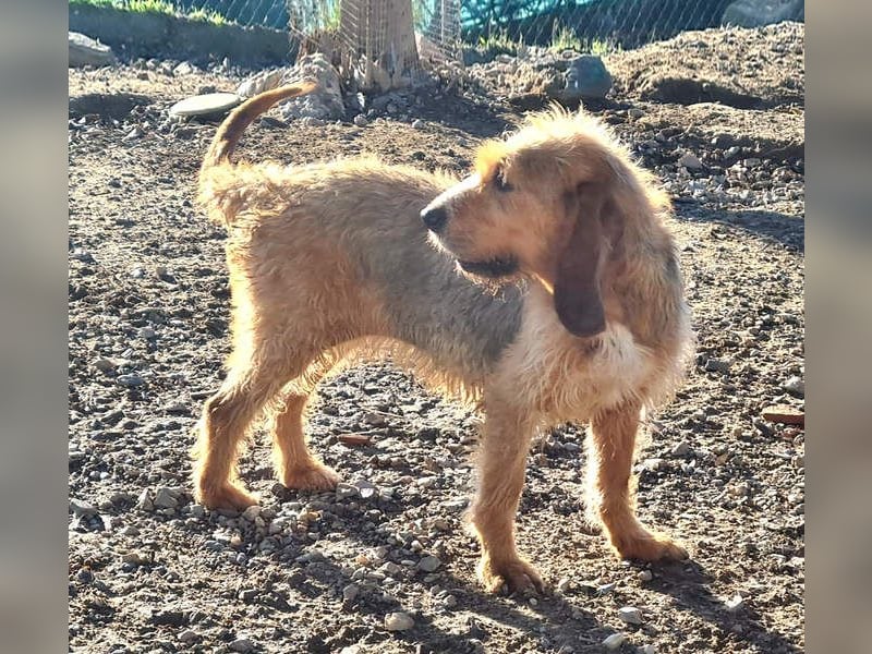 Wundervolle ANNIE-höflich, fein, ausgeglichen, bei allen beliebt, wartet sehnsüchtig auf ihr Zuhause