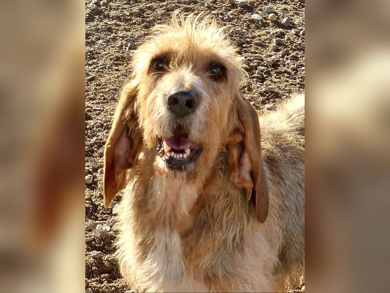 Wundervolle ANNIE-höflich, fein, ausgeglichen, bei allen beliebt, wartet sehnsüchtig auf ihr Zuhause