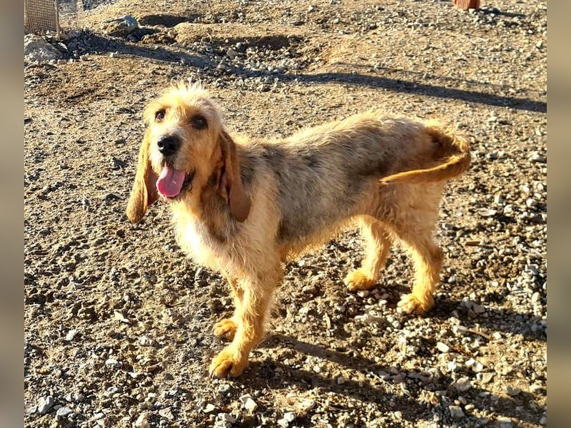 Wundervolle ANNIE-höflich, fein, ausgeglichen, bei allen beliebt, wartet sehnsüchtig auf ihr Zuhause